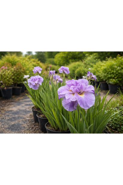 Iris sibirica Пінк Парфе в садовому центрі